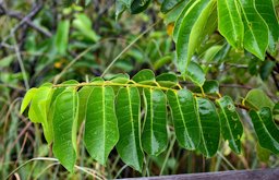 Pond Apple, Annona glabra., Miami-Dade, Fl