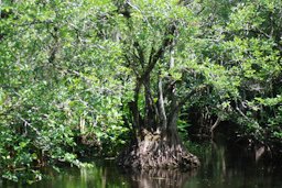 Corkscrew, FL, USA