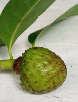 Annona glabra, Parque Sao Joao, Paranagua - PR, Brazil