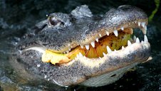 Gator Eats Pond Apple