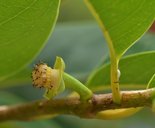 Annona glabra