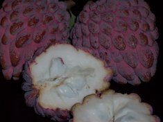 Annona squamosa 'Kampong Mauve'