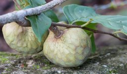 Annona reticulata L., Nicaragua