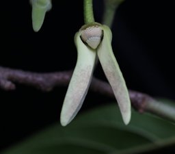 Annona reticulata L., Nicaragua
