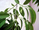 Annona reticulata Family: Annonaceae