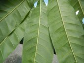 Annona leaves