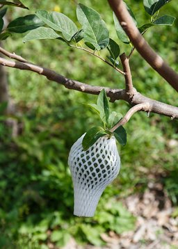 A cherimoya fruit, growing in a protective cover on a plantation in Bin Lang Village, Taiwan