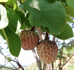 Ilama Annona macroprophyllata, Juárez, Mich., México.