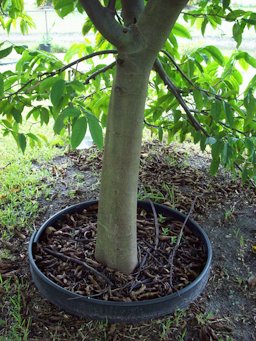 Annona mucosa syn. Rollinia deliciosa what a solid looking trunk