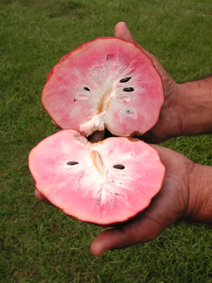 Annona reticulata 'San Pablo'