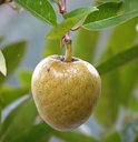 Annona reticulata, Custard Apple