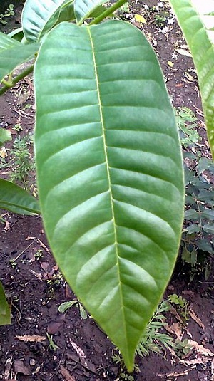 Ramphal tree leaf Chinawal, India