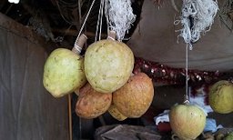 Annona reticulata [Hindi: Ramphal], a species of Custard Apple for sale at a fruit vendor near Sangareddy, Andhra Pradesh, India.