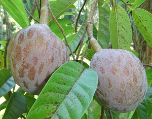 Custard apple (Annona reticulata), Hickatee Cottages, Punta Gorda, Toledo, Belize