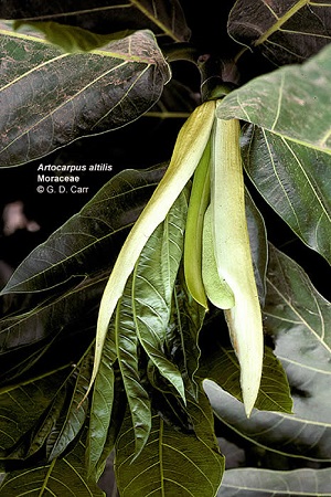 Breadfruit Flower