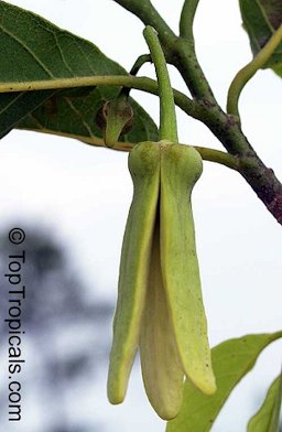 Atemoya flower