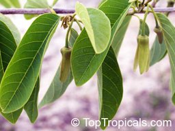 Atemoya flowers