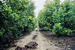 Agriculture in Israel