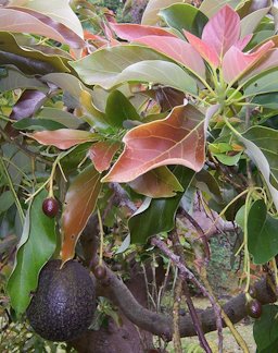 Big fruits variety bearing both young fruits and ripen fruits one year old.