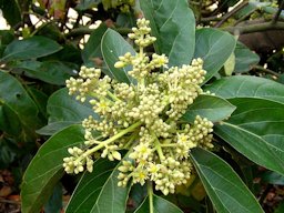 Persea americana flowers