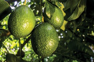 Florida avocados