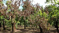 Avocado trees infected with laurel wilt disease. Trees can die just 6 to 8 weeks after infection.