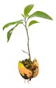 Persea americana, Young avocado plant (seedling), complete with seed and roots