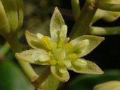 Hass avocado flower during the functionally female stage