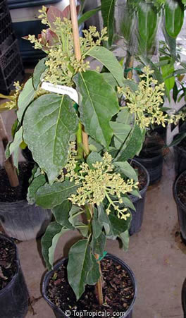 Grafted 2 year old tree in bloom