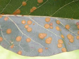 Algal leaf spot