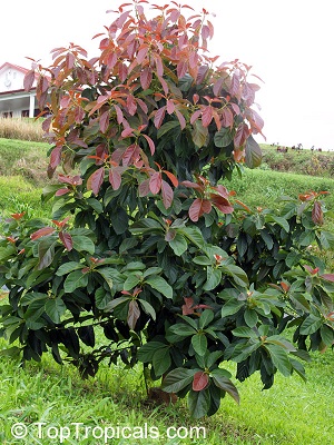 New growth on young tree