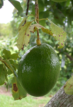 Persea americana Mill. 'Choquette'