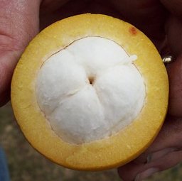 Garcinia macrophylla