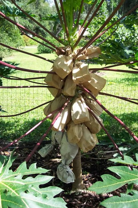 Bagged fruit