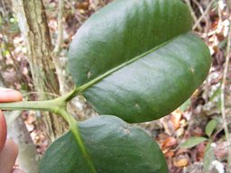 Achacha Garcinia humilis, James Hill, Jamaica