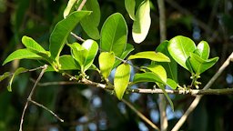 Garcinia gardneriana