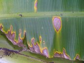 Cordana leaf spot of banana