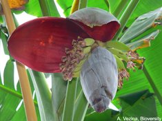 Female flowers