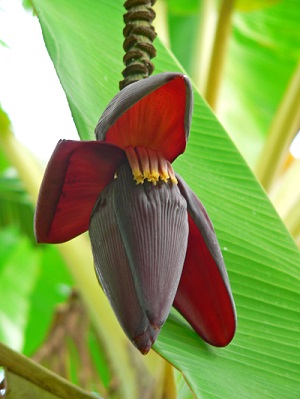 Male flowers