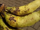 Banana: Thrips feeding injury to fruit