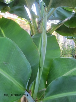 Tightly curled leaf sheath