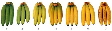 Ripeness color chart