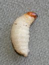 Banana Cosmopolites sordidus Larva