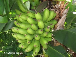 Maturing bunch (rounded shape of the fruit)