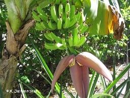 Fruit forming