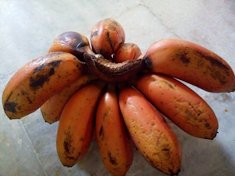 Red banana From Tamil Nadu