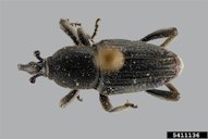 Banana Root Borer, Cosmopolites sordidus (Germar)