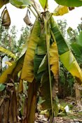 Lightning injury to banana plants at a farm near Hilo, Hawaii