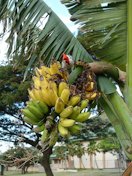 The red-crested cardinal (Paroaria coronata) feeding on banana fingers