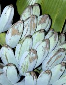 Banana fruit scarring, possibly due to leaf rubbing injury